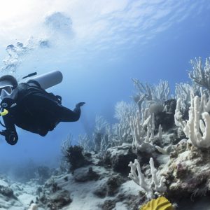 coral-bleaching-threat-sealife