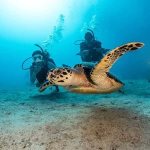 open-water-diver-1